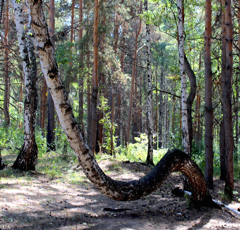Разогнулась! - Александр Садовский