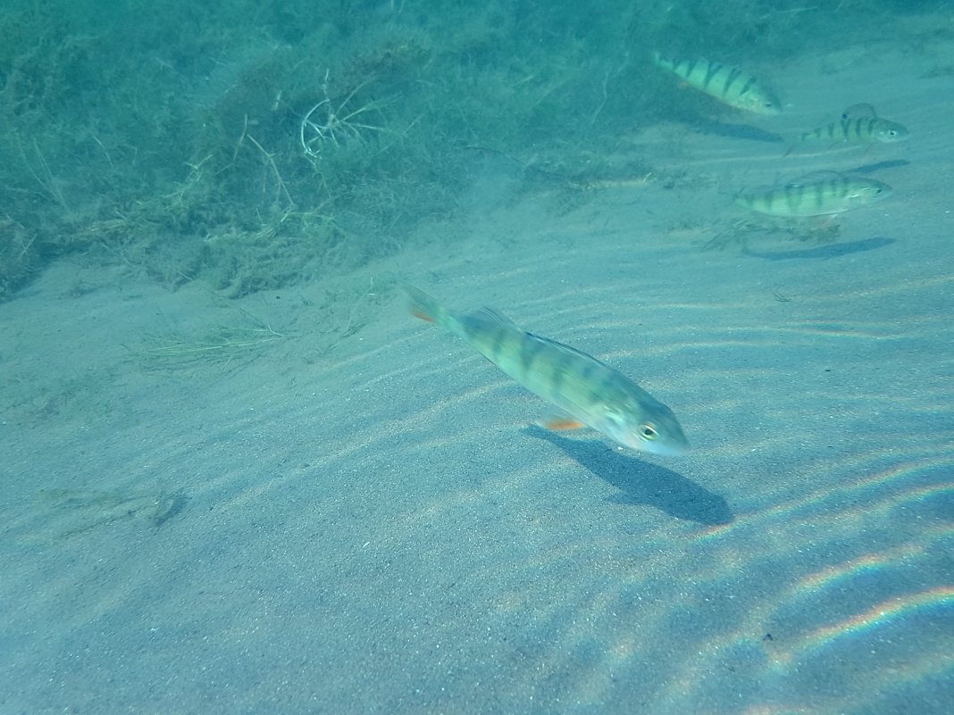 Мальки Кандрыкуля - Татьяна Губина