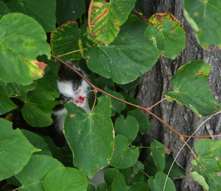 Котенок - Марина Никулина