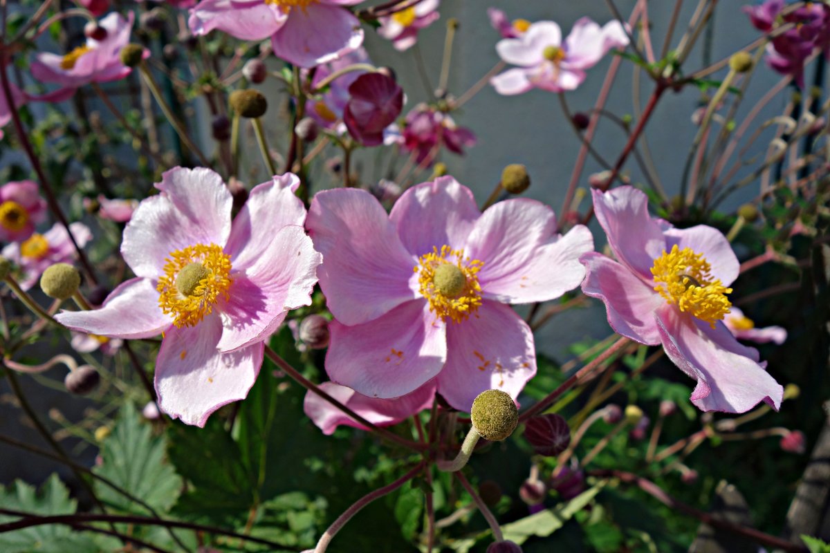 Анемо́на хупе́йская (лат. Anemone hupehensis) - Galina Dzubina