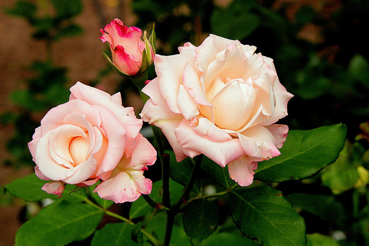 В саду. - Larisa 