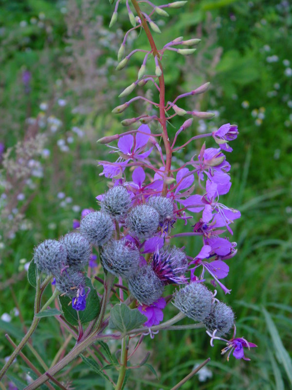 Иван-чай в объятиях лопуха. - Людмила Ларина Иван-чай в объятиях лопуха. - Людмила Ларина
