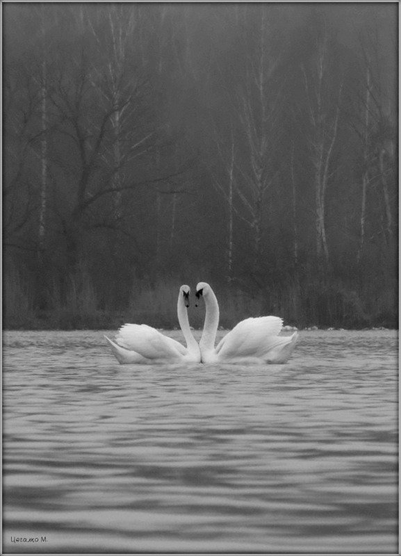 Лебединая пара - Михаил Цегалко