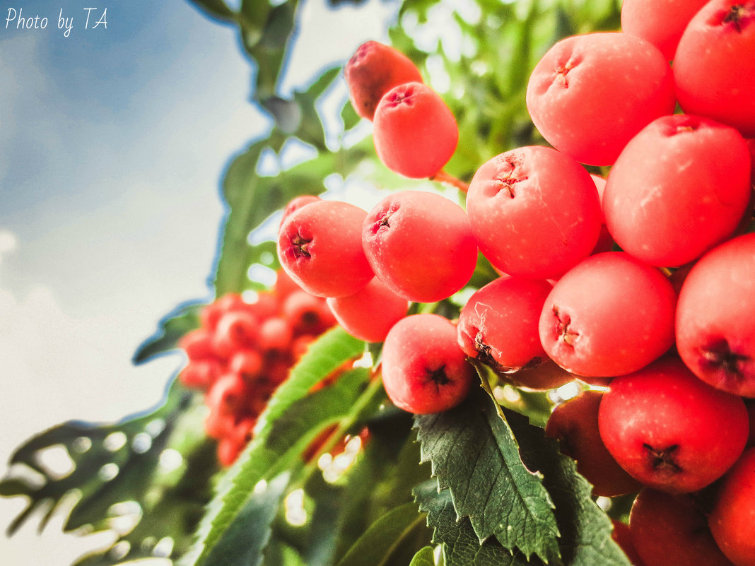 рябина - Александра Тетерина