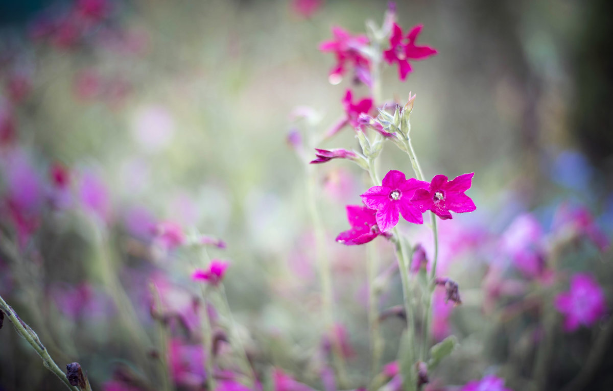 Цветочки - Инна Голубицкая Цветочки - Инна Голубицкая