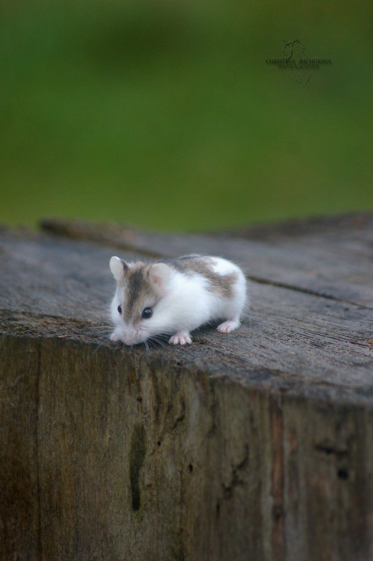 Вася - Кристина Щукина