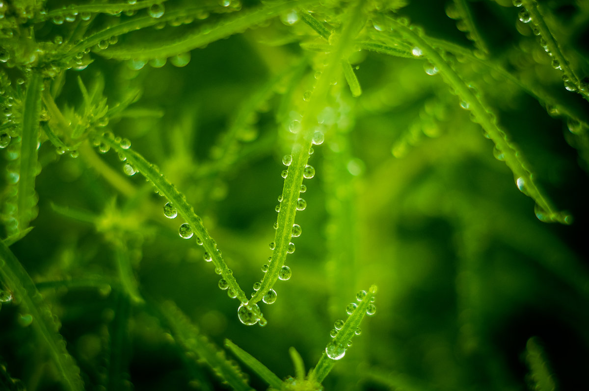 капелькоград - Ксения смирнова капелькоград - Ксения смирнова