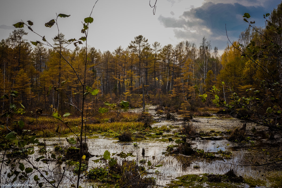 Просто болото! - Ирина Антоновна Просто болото! - Ирина Антоновна