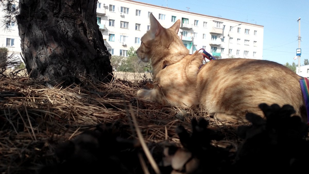 На прагулке - Татьяна Королева