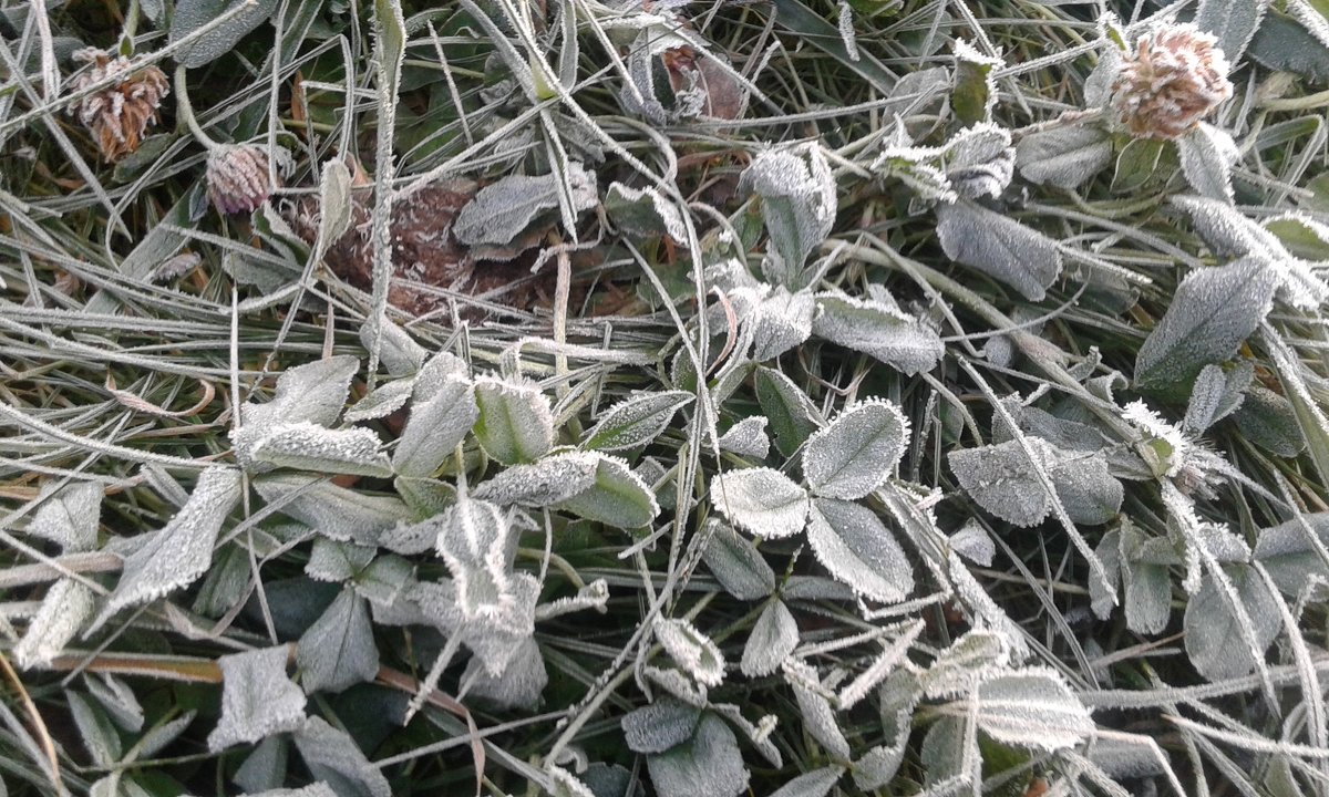 Заморозок - BoxerMak Mak