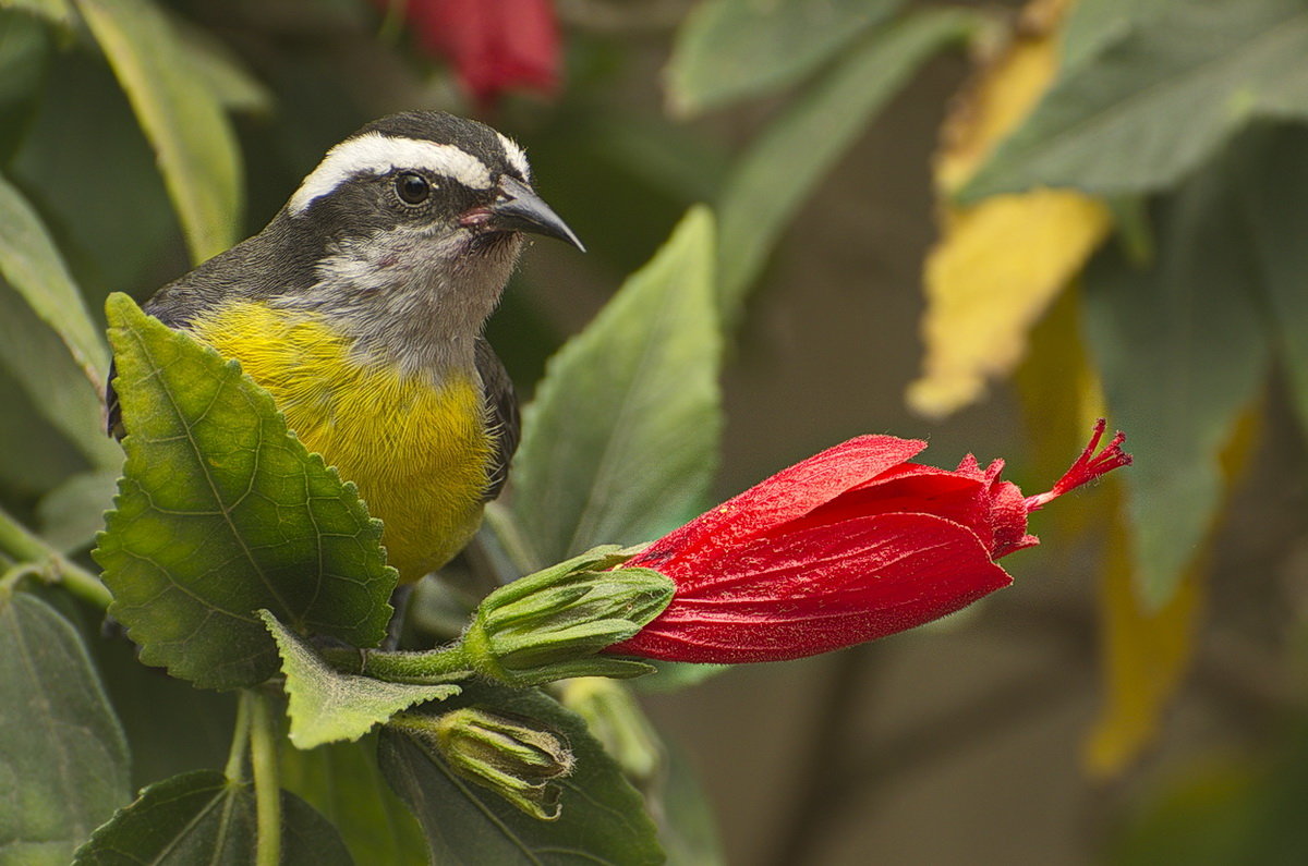 Птицы Перу Bananaquit (Coereba flaveloa pacifica). Амазония - Svetlana Galvez