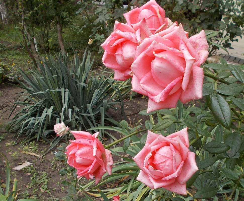 Запоздалые - Александр Скамо Запоздалые - Александр Скамо