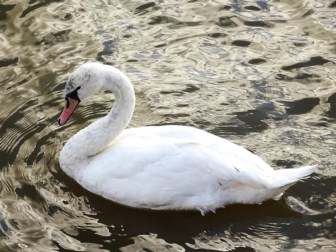 Лебеди в городе. "Чумазик". Издержки городского бытия. - Маргарита Батырева Лебеди в городе. "Чумазик". Издержки городского бытия. - Маргарита Батырева