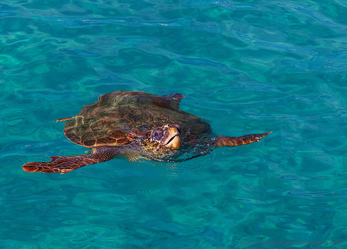 Морская черепаха Caretta caretta - Peiper ///