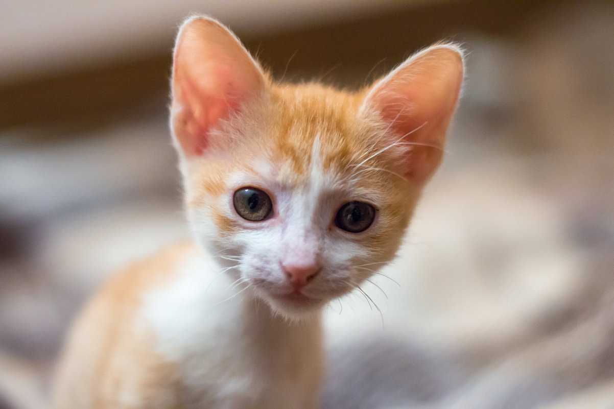 Айгуль. - Владимир Лазарев Айгуль. - Владимир Лазарев