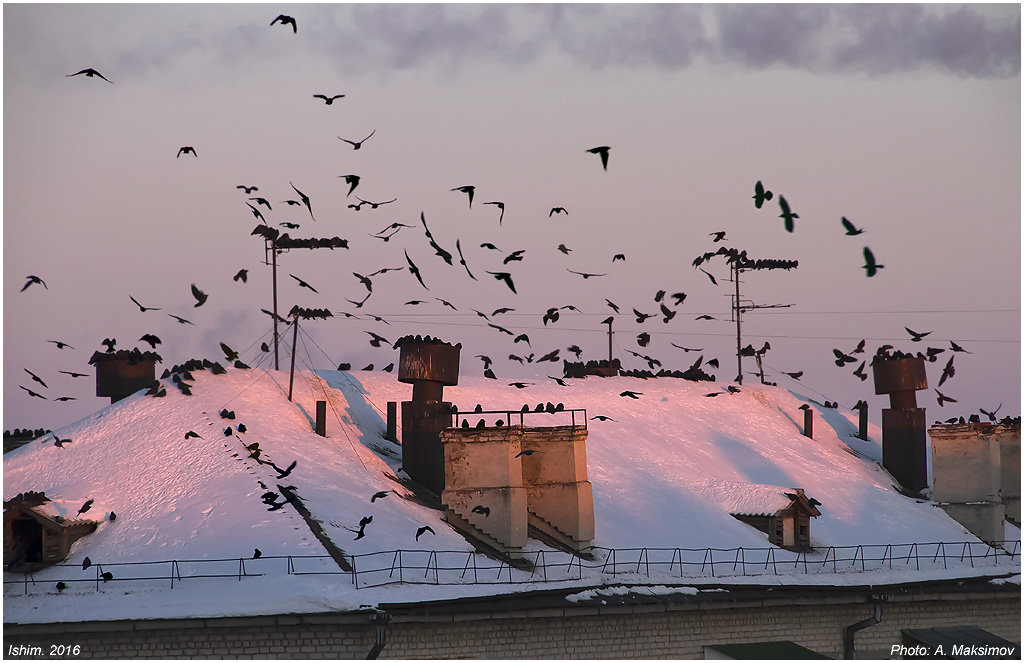 "Понаехали" - Александр Максимов "Понаехали" - Александр Максимов