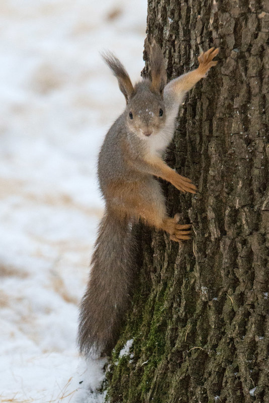 В парке - Виктор Куприянов В парке - Виктор Куприянов