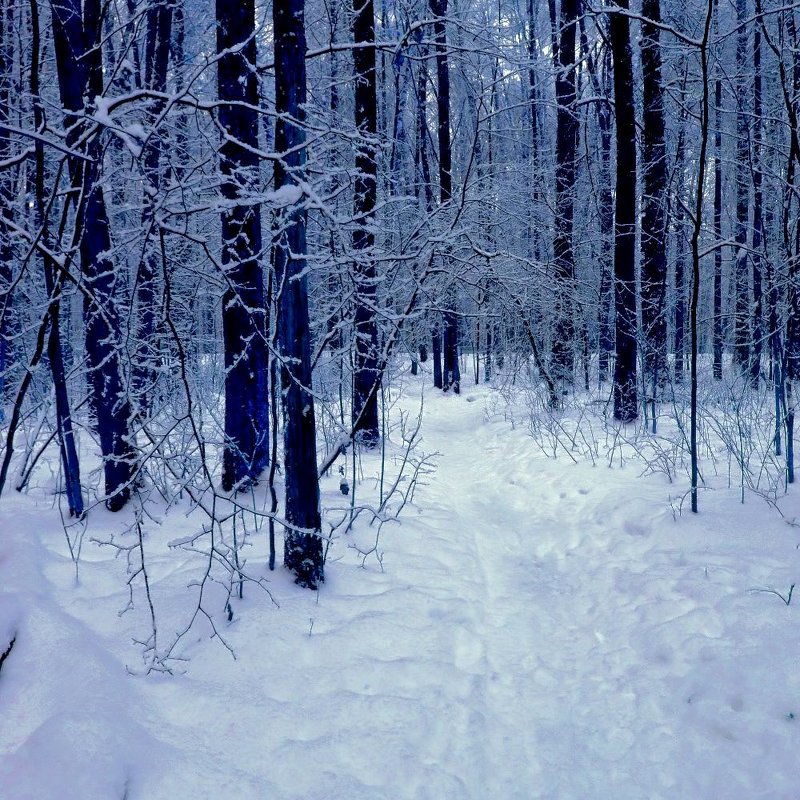 Снежной тропой - Светлана Лысенко Снежной тропой - Светлана Лысенко