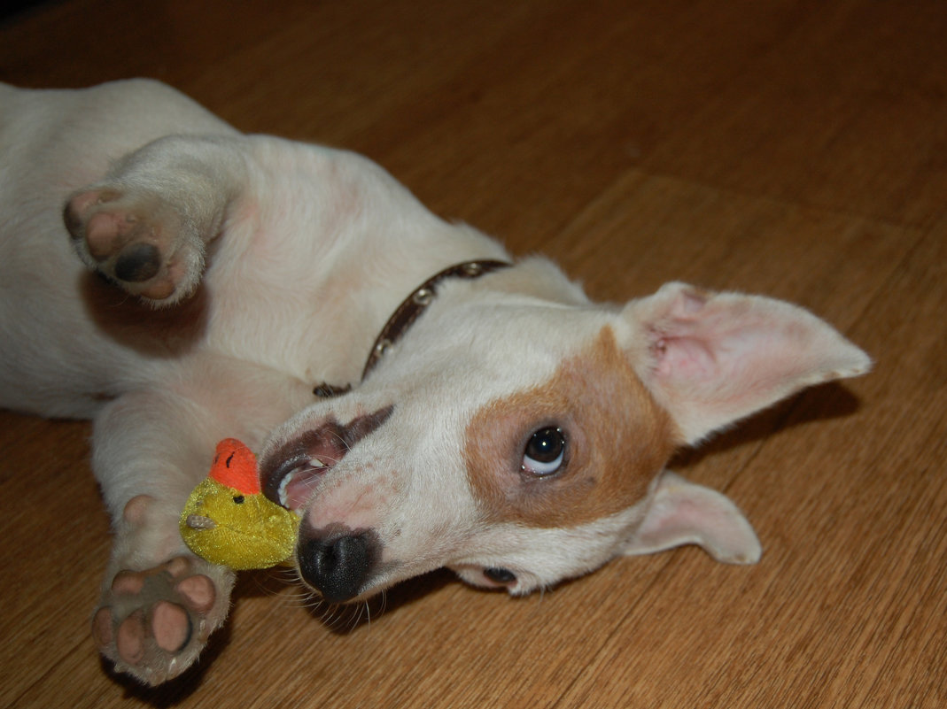 Я игруля Джеки - Olga Golub Я игруля Джеки - Olga Golub