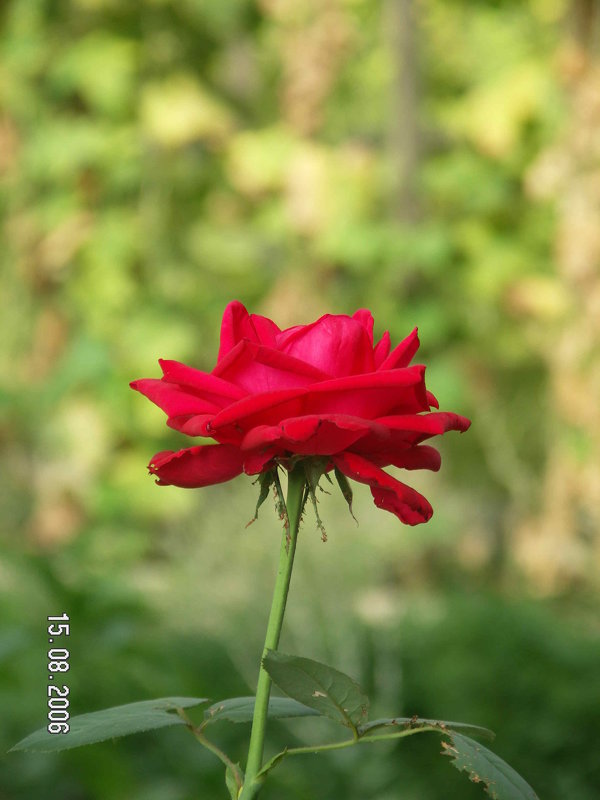 Цветок - Андрей Мартюшев Цветок - Андрей Мартюшев