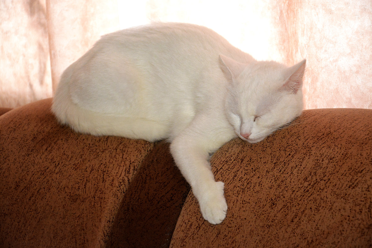 Бело-Розовая Кошка спит... - Дмитрий Петренко Бело-Розовая Кошка спит... - Дмитрий Петренко