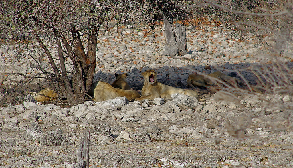 Парк Этоша.Намибия. - Михаил Рогожин