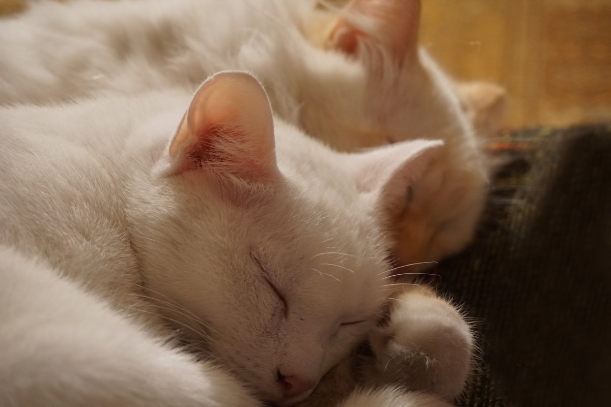 Белая парочка. - Валентина Налетова