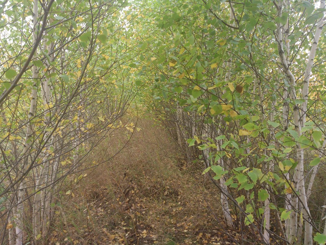 грибное место - Наталья А