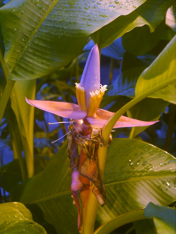 Цветение розового банана - татьяна петракова Цветение розового банана - татьяна петракова
