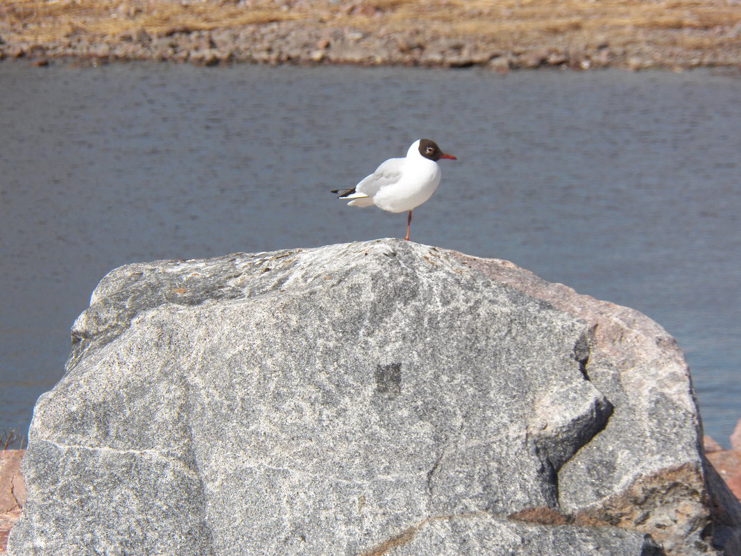 Наблюдатель. - Регина Пупач Наблюдатель. - Регина Пупач
