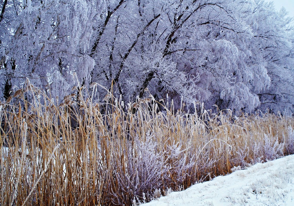 Утро 1 января.... - владимир 
