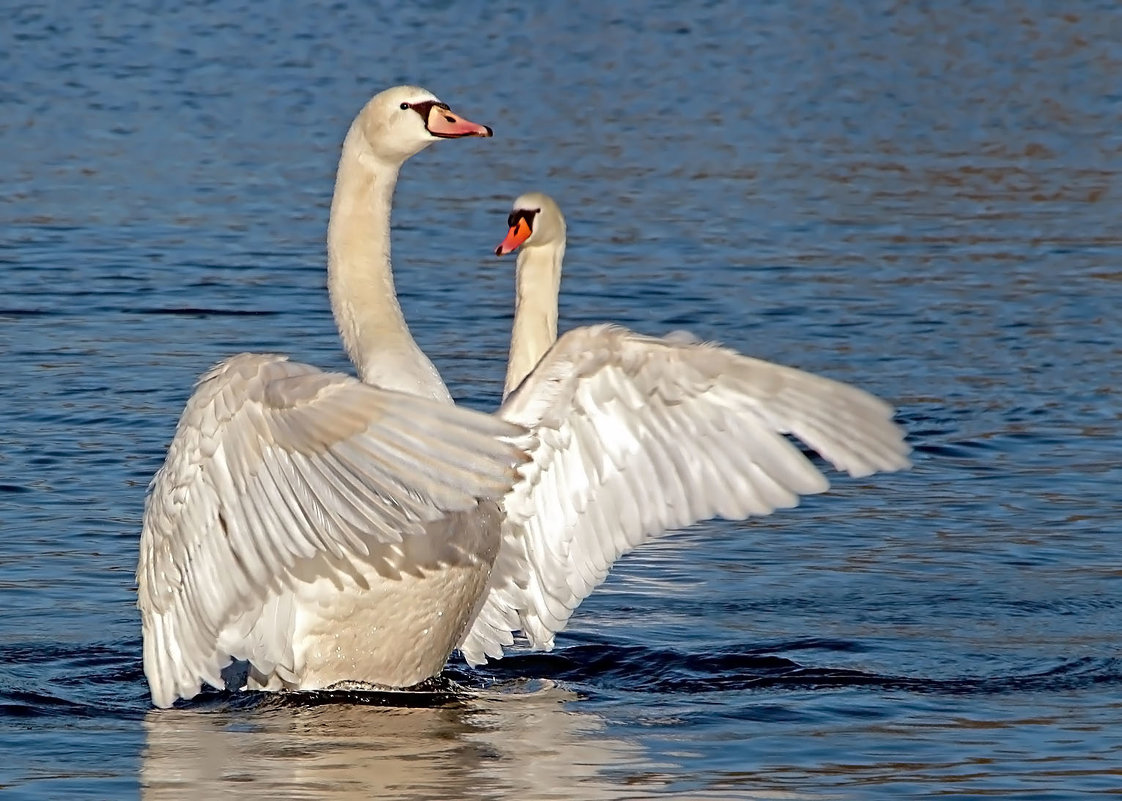 ******* - Alexander Andronik ******* - Alexander Andronik