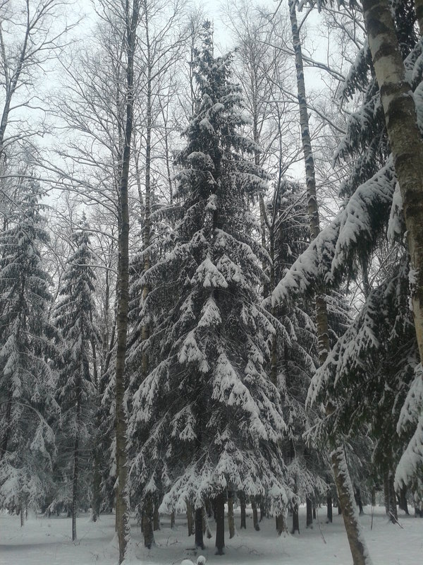 Зима - Сапсан 