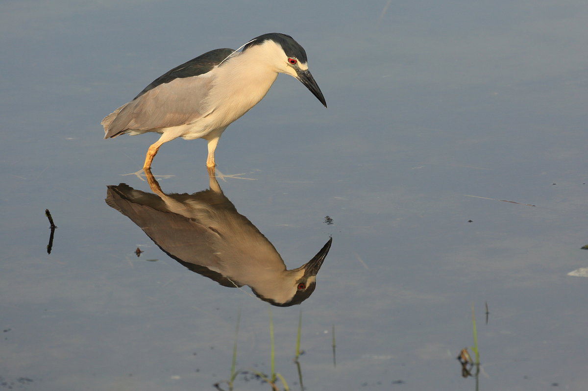 Black-crowned Night-Heron - Naum 