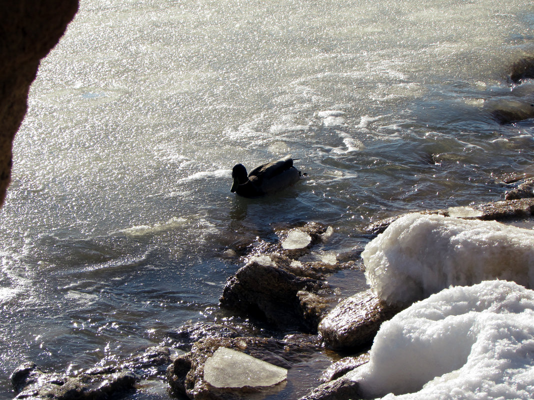 ...сегодня - Елена Михайловна