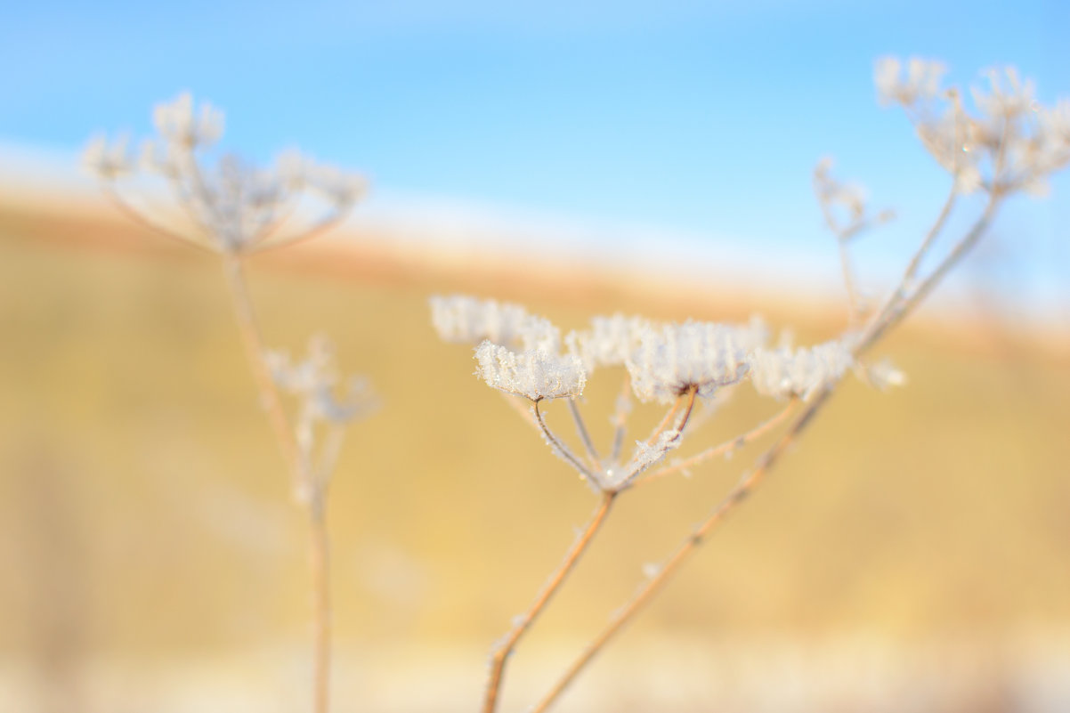 * - Ксения ПЕН