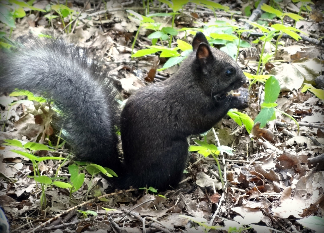 *** - Наталия Короткова