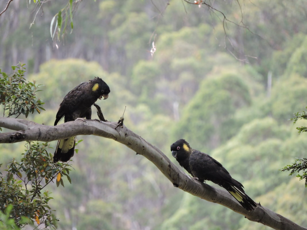 Yellow-Tailed Black Cockatoo - чудинова ольга 