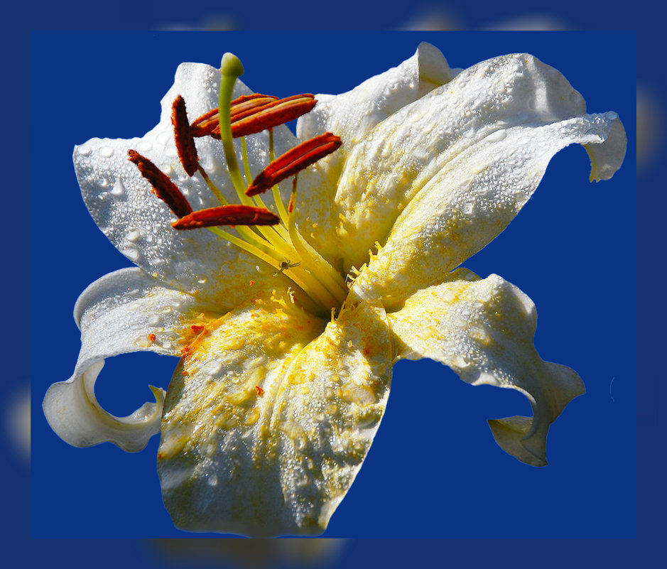 .. по фото Тамара К. - Владимир Хатмулин .. по фото Тамара К. - Владимир Хатмулин