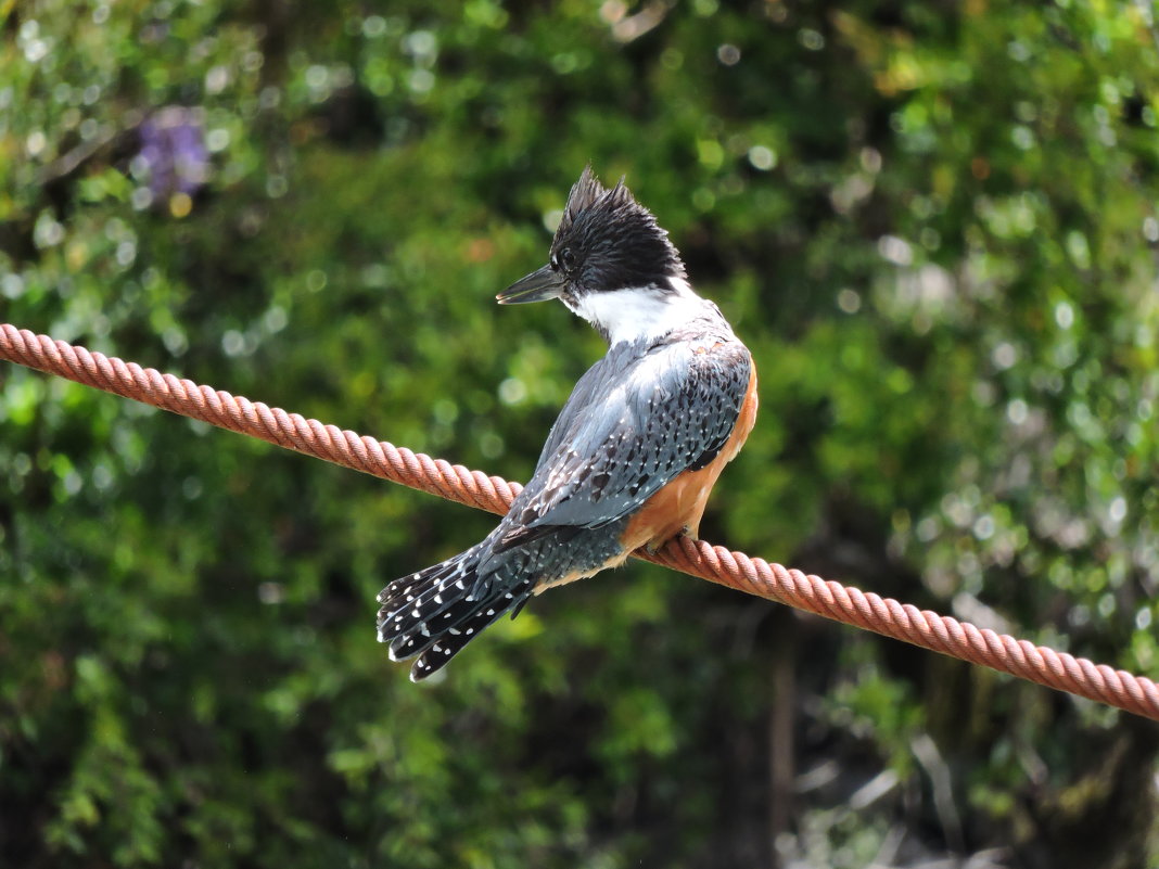 Ringed Kingfisher - чудинова ольга 