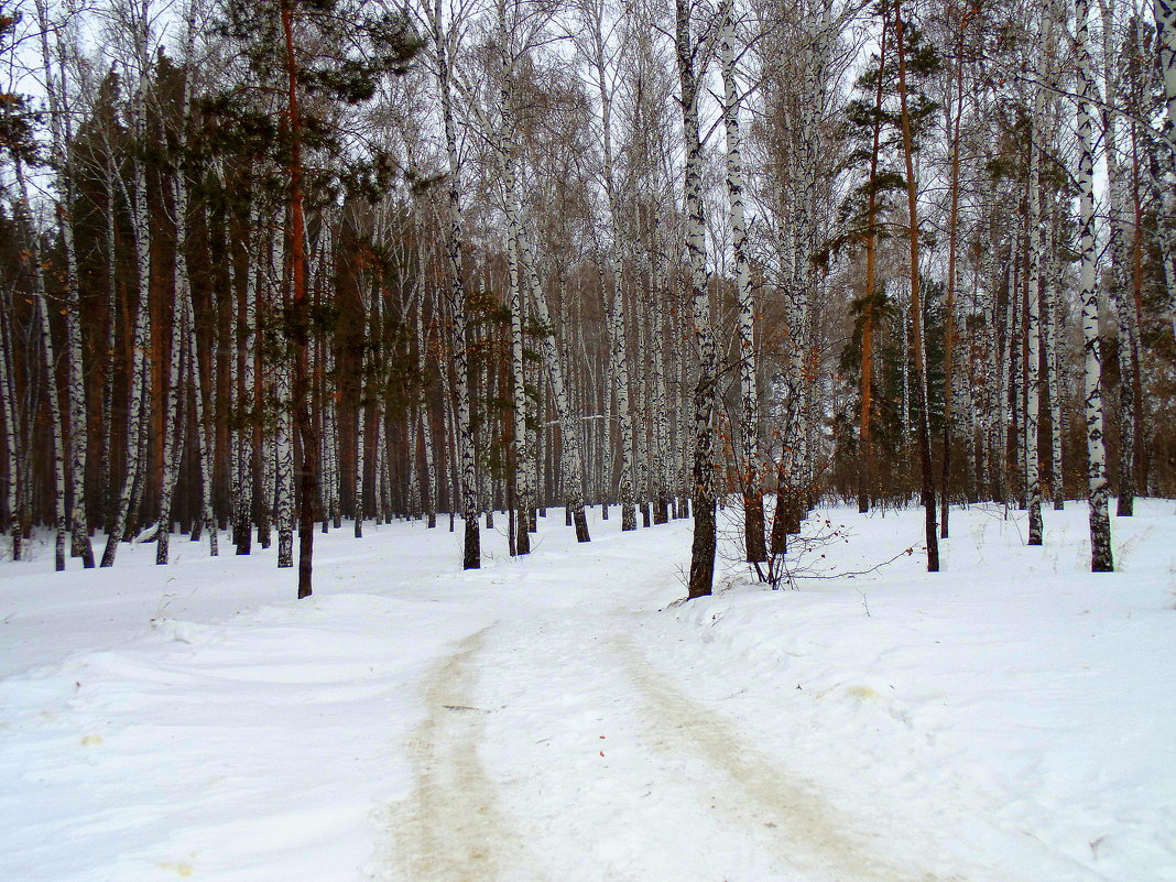 Лесными дорогами. - Мила Бовкун