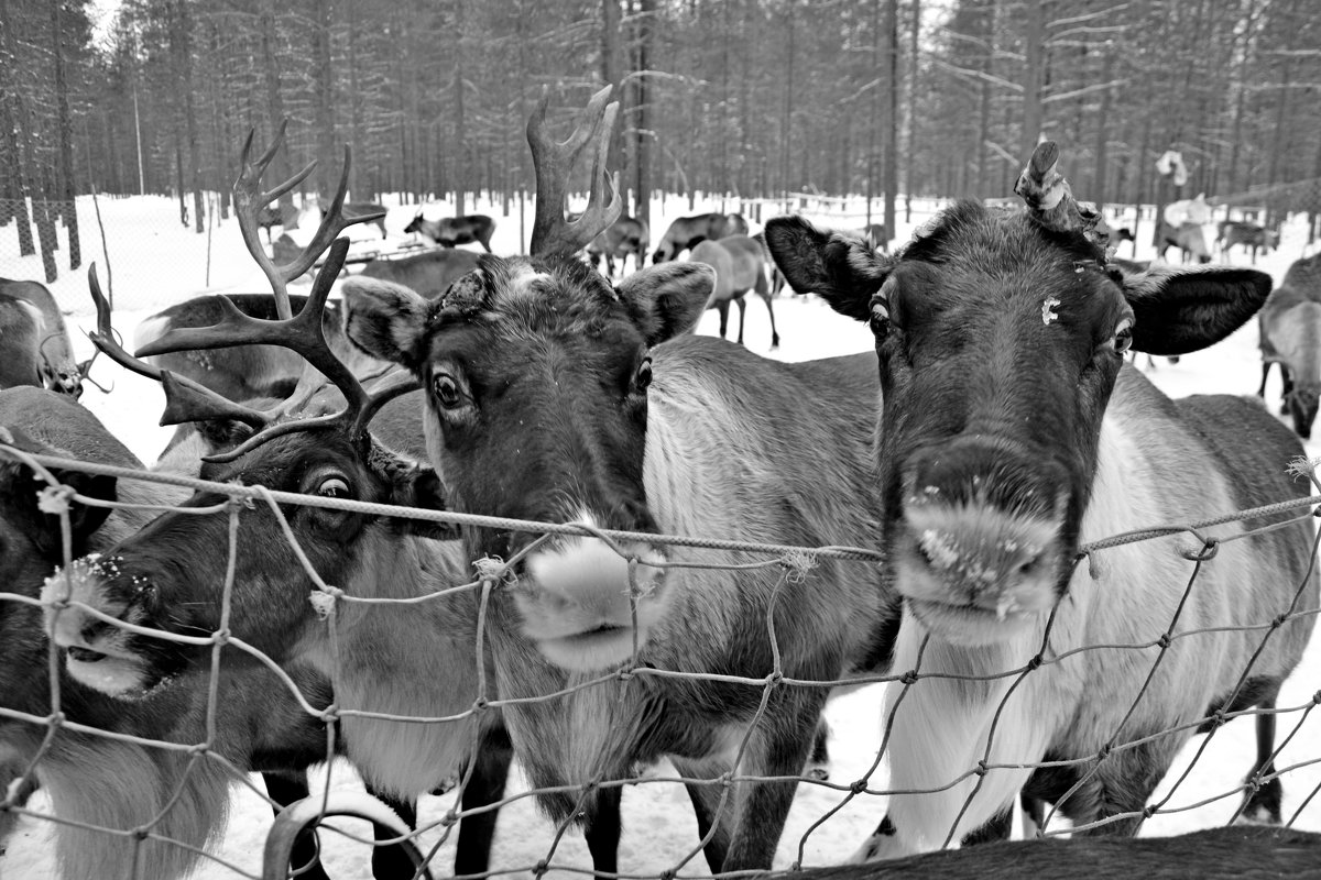 Вот ты какой, северный олень... - Елена Третьякова