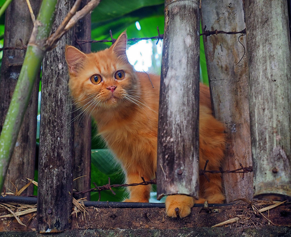 НИ ФИГА СЕБЕ!А ТУТ ТО...!!! - Alexander Romanov (Roalan Photos) НИ ФИГА СЕБЕ!А ТУТ ТО...!!! - Alexander Romanov (Roalan Photos)