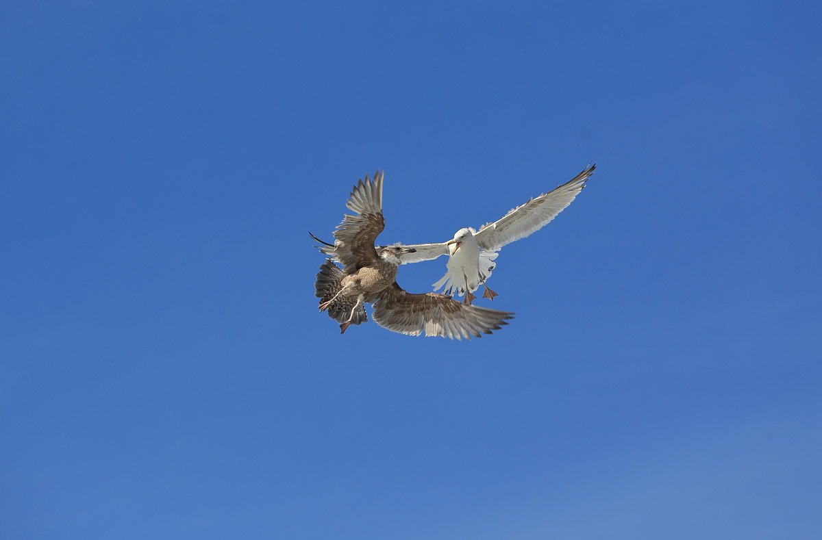разборки - Naum разборки - Naum