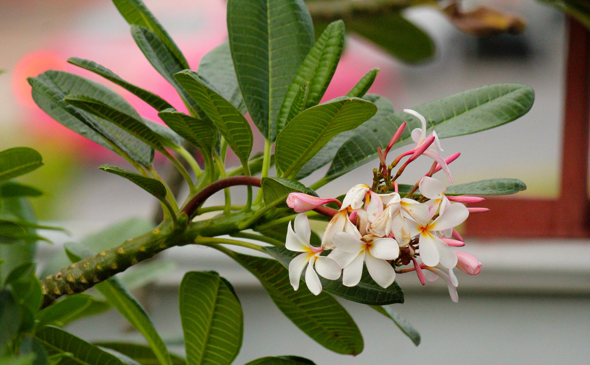 frangipani - Ekat Grigoryeva