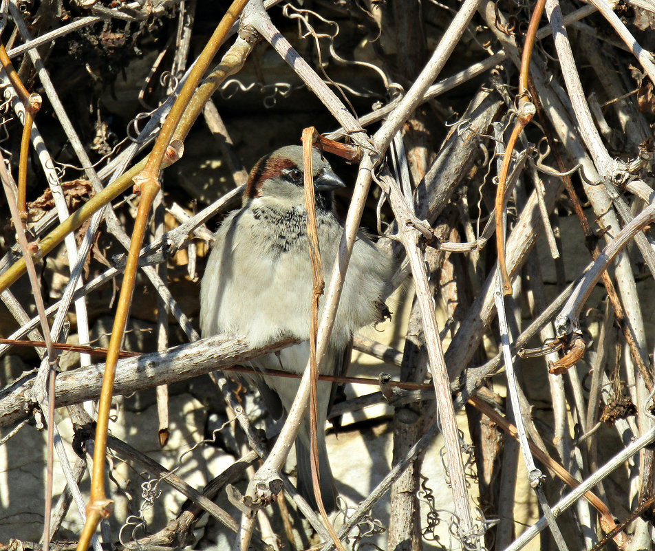 В укрытии - наталия 