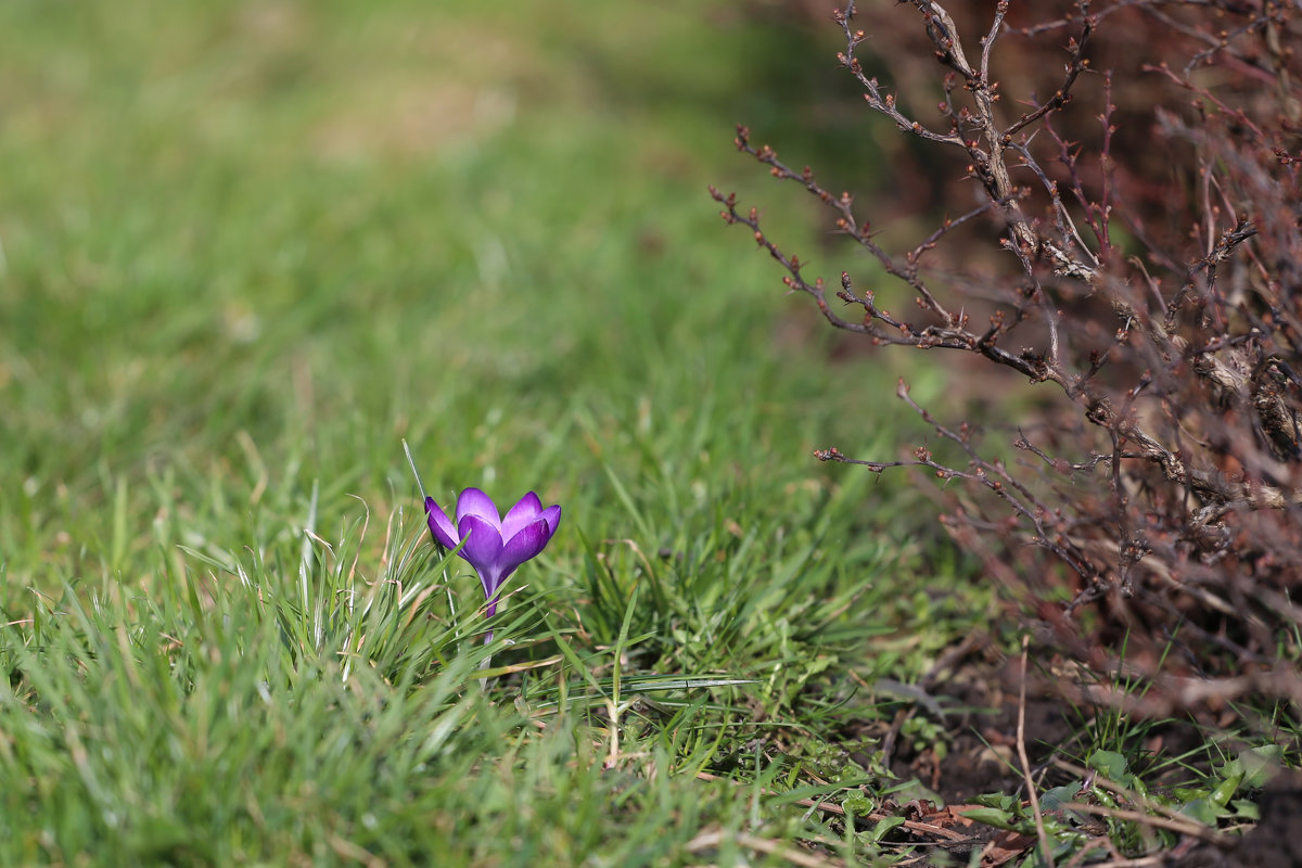 *** - Віктор . *** - Віктор .