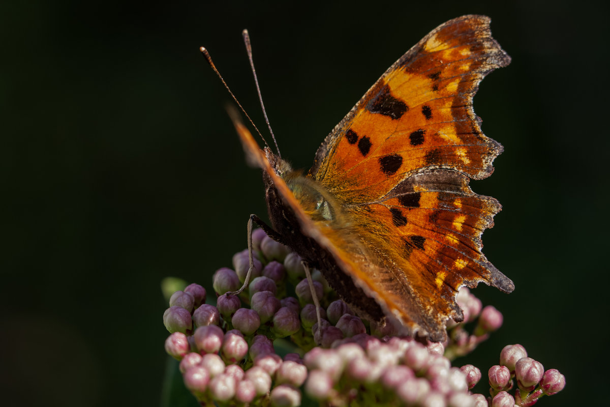 ** - Светлана Щербакова