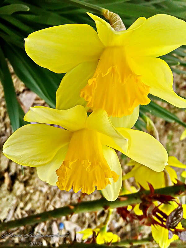 Весенняя нежность..... - Юрий Владимирович Весенняя нежность..... - Юрий Владимирович