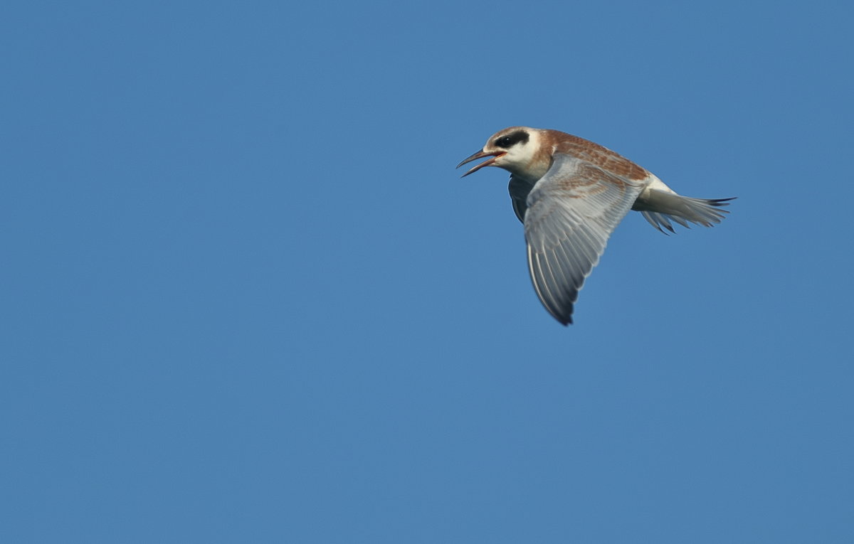 Least Tern - Naum 